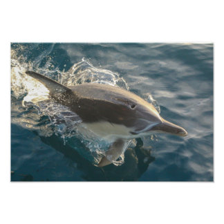 Foto Cavaleiro Residente