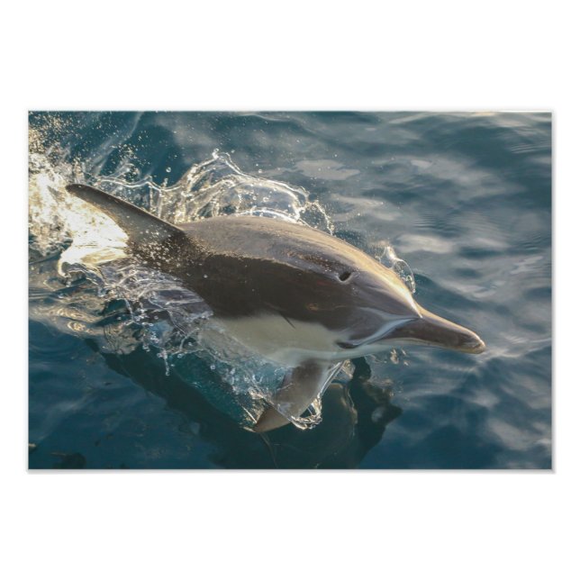 Foto Cavaleiro Residente (Frente)