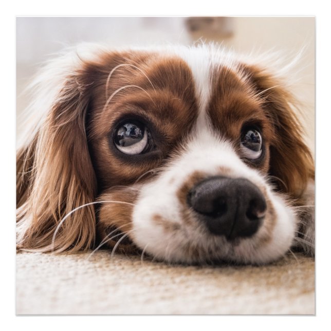 Foto Cavalier king charles spaniel (Frente)