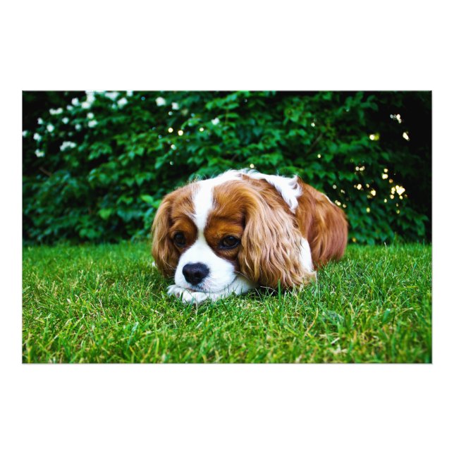 Foto Cavalier King Charles Spaniel Blenheim em Grass (Frente)
