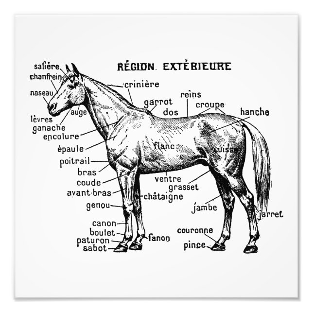 Foto Cavalo (Frente)