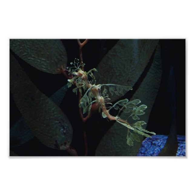 Foto Cavalo (Frente)