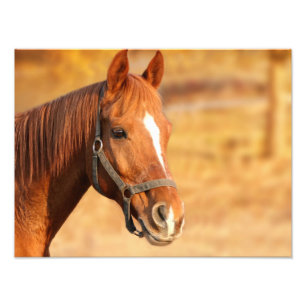 Foto Cavalo