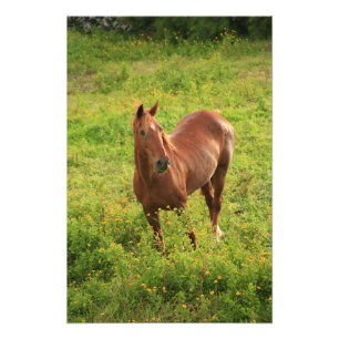 Foto Cavalo