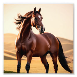 Foto cavalo americano