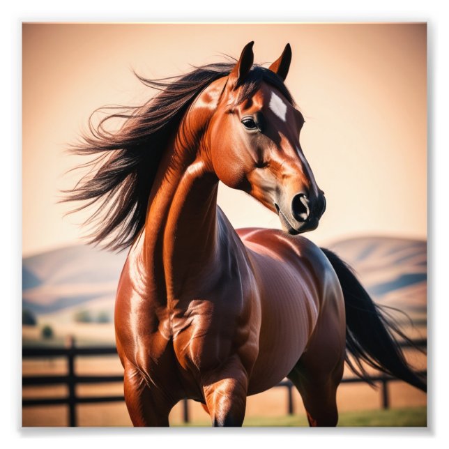 Foto cavalo americano (Frente)