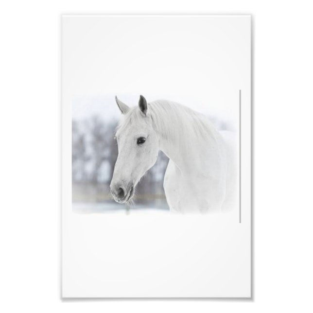 Foto Cavalo branco (Frente)