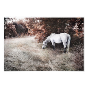 Foto Cavalo Branco