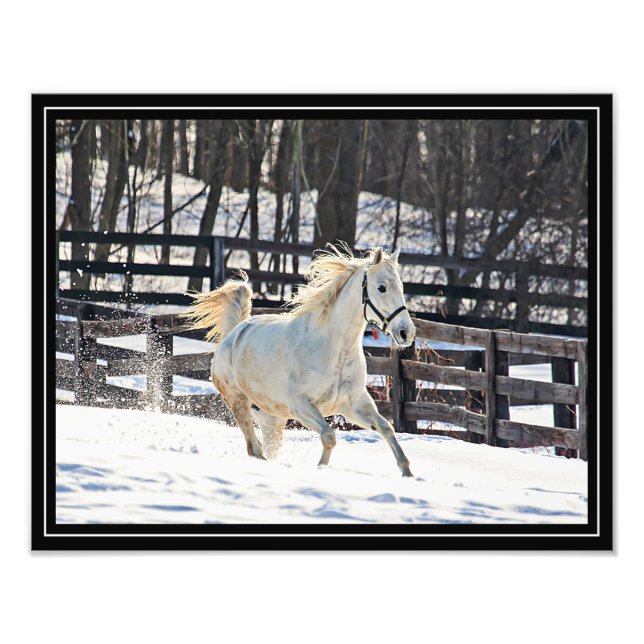 Foto Cavalo branco de galope (Frente)