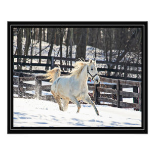 Foto Cavalo branco de galope