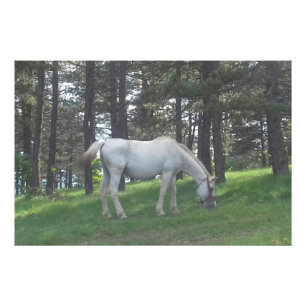 Foto Cavalo Branco Lindo e Elegante Arte Original