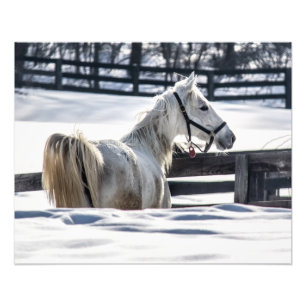 Foto Cavalo Branco Na Neve