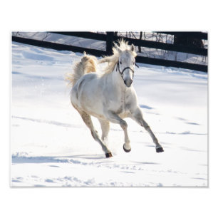 Foto Cavalo branco que funciona na neve
