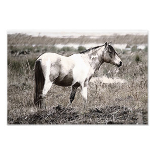 Foto Cavalo com estilo Lápis