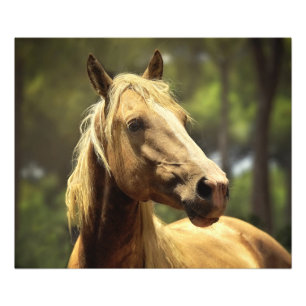 Foto Cavalo de palomino selvagem