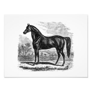Foto Cavalo dos 1800s do vintage - modelo do Equestrian