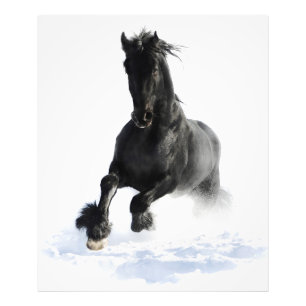 Foto Cavalo Frísia Negro Na Neve