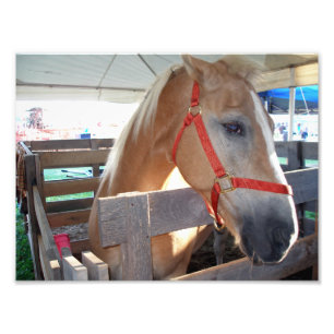 Foto Cavalo Gentil