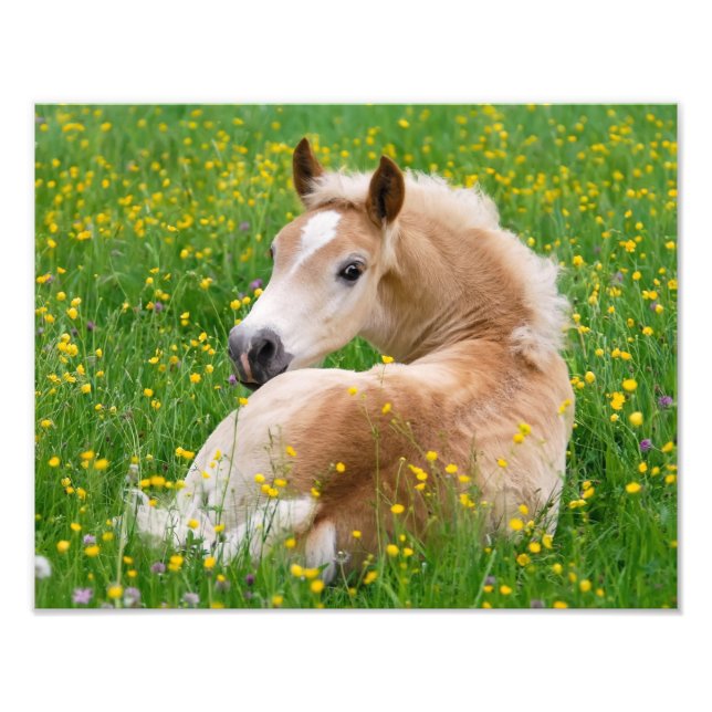Foto Cavalo Haflinger Filhote Fofo Descansando em um Ca (Frente)
