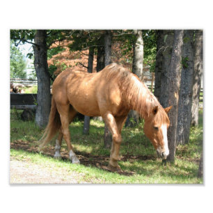 Foto Cavalo Palomino