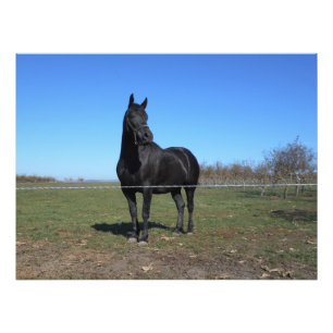 Foto Cavalo Preto Na Pastura