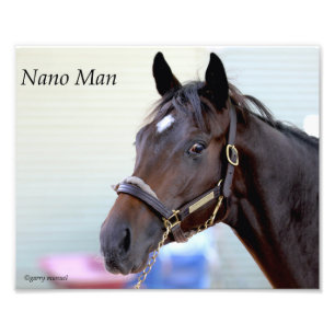 Foto Cavalo puro - Nano Man