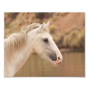Foto Cavalo Selvagem Branco