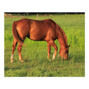 Foto Cavalo Vermelho de Kansas numa pastura