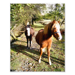 FOTO CAVALOS