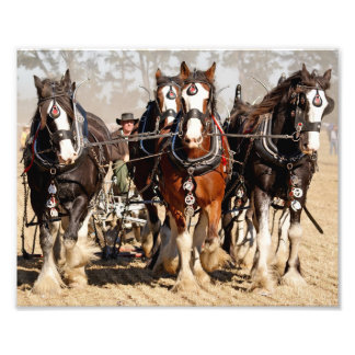 Foto Cavalos Arando Campo