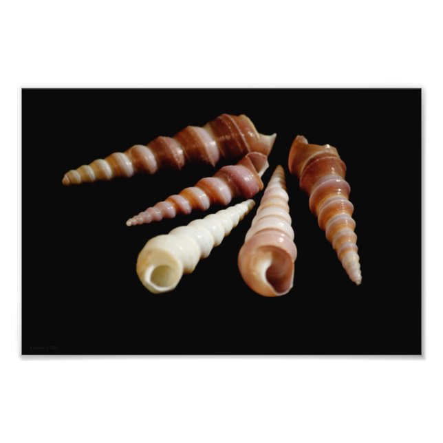 Foto Cavalos do mar (Frente)