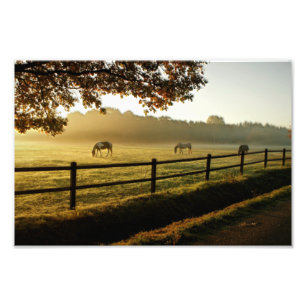 Foto Cavalos Garrados em Pastagens do Sol