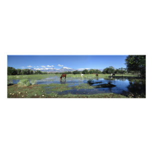 Foto Cavalos Grazando debaixo das montanhas de Sierra N