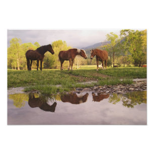 Foto Cavalos refletidos em um pequeno riacho, Cades Cov