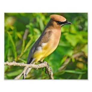 Foto Cedar Waxwing Photo Impressão