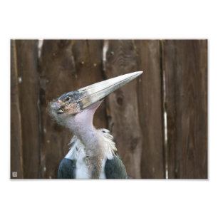 Foto Cegonha Marabu