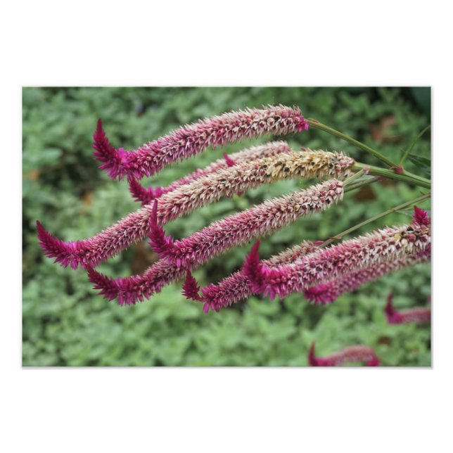Foto Celosia 19"x13" (Frente)