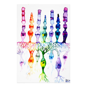 Foto Células-do-mar e neurônio bipolar da retina