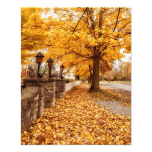 Foto Cena de Autumn  Folhas Amarelas