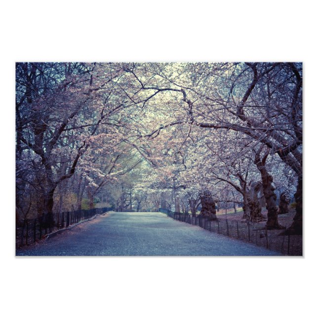 Foto Central Park Cherry Blossom (Frente)