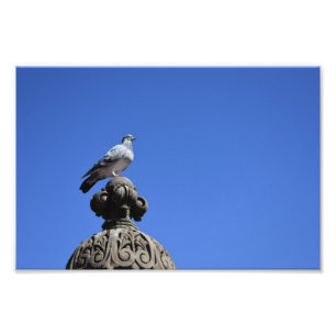 Foto Central Park Pigeon Blue Sky Nova Iorque Pird