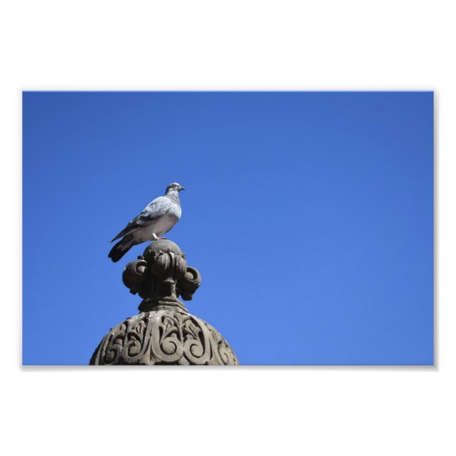 Foto Central Park Pigeon Blue Sky Nova Iorque Pird (Frente)
