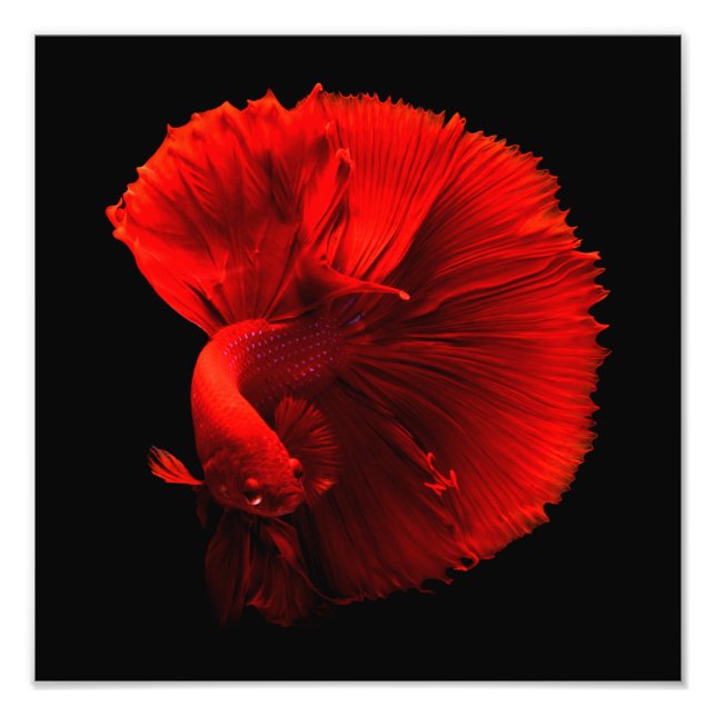 Foto Centro de Peixes Vermelhos (Frente)