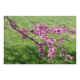 Foto Cercis de 36"x24" Vermelho