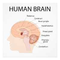 Cérebro humano