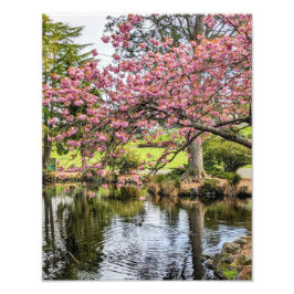 Foto Cerejeiras Rosa e Lago Fotográfico