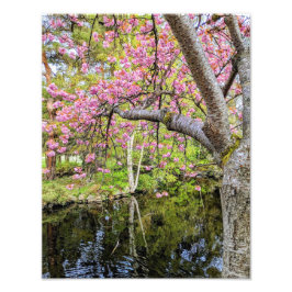 Foto Cerejeiras Rosas ao Longo do Lago