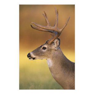 Foto cervos Branco-atados, virginianus do Odocoileus,