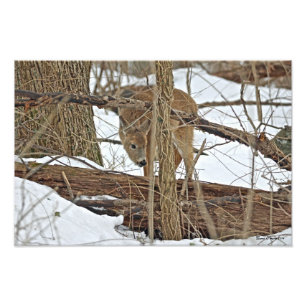 Foto Cervos de Whitetail na neve