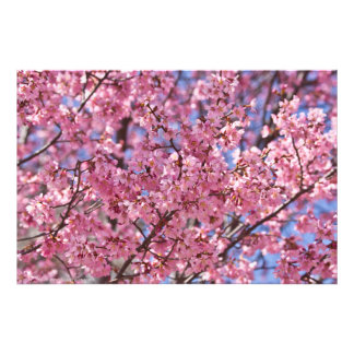 Foto Céu Rosa Flor de Cerejeira Sakura